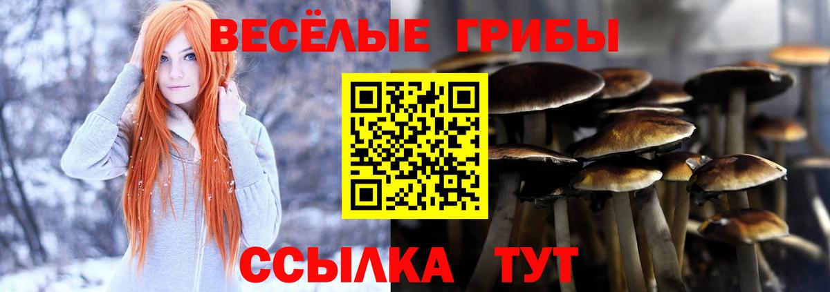 Псилоцибиновые грибы Psilocybe  Вход с VPN  Анжеро-Судженск  Псилоцибиновые грибы GOLDEN TEACHER 
